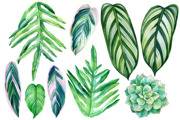 Watercolor collection of tropical leaves and succulent isolated on white background. palm leaf, jungle clipart