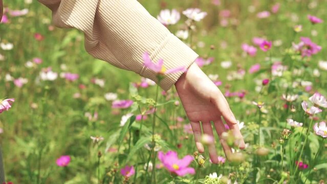 A woman's hand lightly touches the flower field, the scenery of the flower field is not multicolored.

