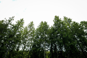 Travel and adventure concept, forest in Carpathians