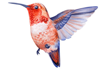 Hummingbird in flight, watercolor illustration, tropical bird isolated on white background © Hanna