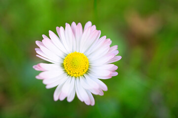 Daisy with a lot of bokeh on a meadow. Focus on the pollen of the flowers.