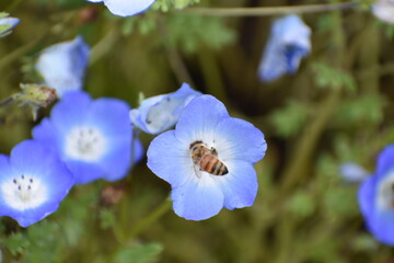 仕事中のミツバチ