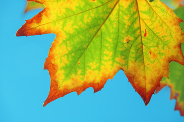 Detail of colourful ageing maple leaf during autumn or fall