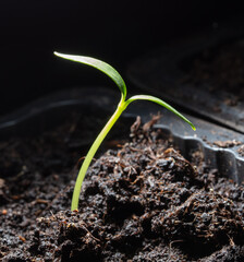 A small sprout of bell pepper sprouts in the ground.