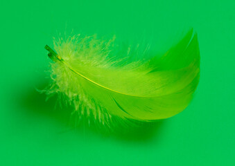 Green feather isolated on green background.