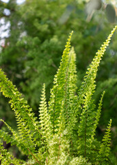 Green fern leaves in the park.