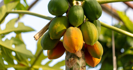 Papaya fruit on a plant.