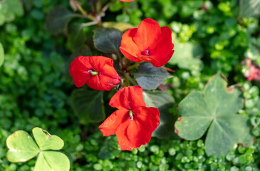 Obraz premium Red flower in the garden.