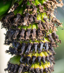 Banana fruits on a plant.
