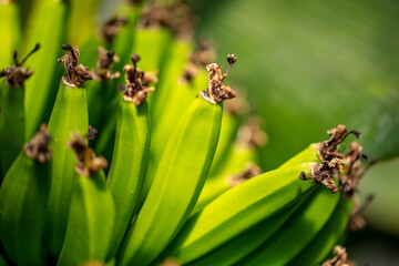 Banana fruits on a plant.