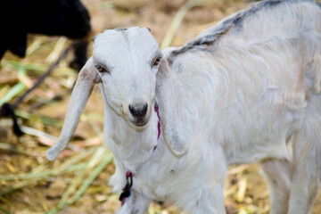 Portrait of a white little goat closeup