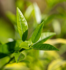 Green leaves on an ornamental tree on a plant.