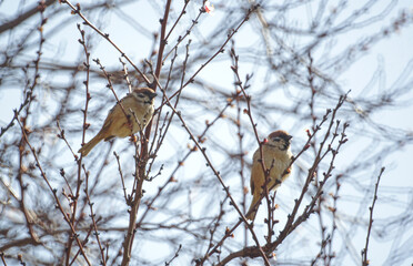 Small birds on tree branches