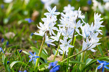 Common star hyacinth are early bloomers that herald spring. bloom at Easter time.