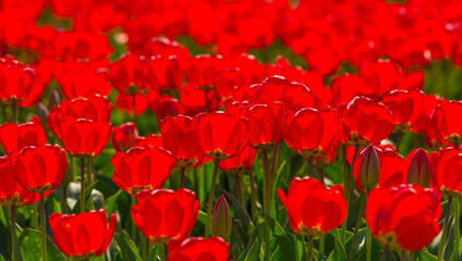 Colorful flowers in an agricultural field in sunlight in springtime, Noordoostpolder, Flevoland, The Netherlands, April 20, 2022