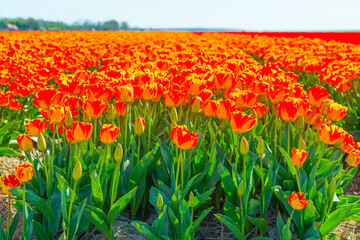Colorful flowers in an agricultural field in sunlight in springtime, Noordoostpolder, Flevoland, The Netherlands, April 20, 2022