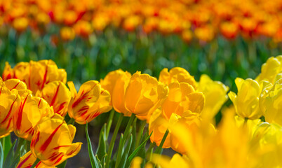 Obraz premium Colorful flowers in an agricultural field in sunlight in springtime, Noordoostpolder, Flevoland, The Netherlands, April 20, 2022