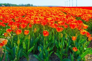 Fototapeta premium Colorful flowers in an agricultural field in sunlight in springtime, Noordoostpolder, Flevoland, The Netherlands, April 20, 2022