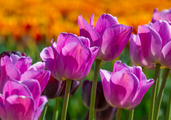 Colorful flowers in an agricultural field in sunlight in springtime, Noordoostpolder, Flevoland, The Netherlands, April 20, 2022