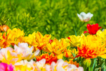 Naklejka na ściany i meble Colorful flowers in an agricultural field in sunlight in springtime, Noordoostpolder, Flevoland, The Netherlands, April 20, 2022