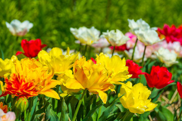 Colorful flowers in an agricultural field in sunlight in springtime, Noordoostpolder, Flevoland, The Netherlands, April 20, 2022