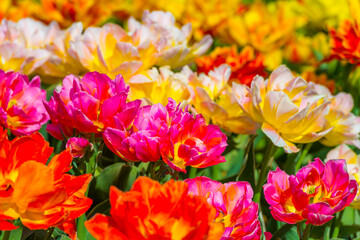 Colorful flowers in an agricultural field in sunlight in springtime, Noordoostpolder, Flevoland, The Netherlands, April 20, 2022