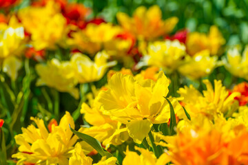 Colorful flowers in an agricultural field in sunlight in springtime, Noordoostpolder, Flevoland, The Netherlands, April 20, 2022