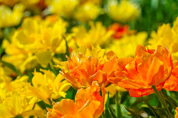 Colorful flowers in an agricultural field in sunlight in springtime, Noordoostpolder, Flevoland, The Netherlands, April 20, 2022