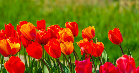 Colorful flowers in an agricultural field in sunlight in springtime, Noordoostpolder, Flevoland, The Netherlands, April 20, 2022