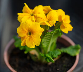 Yellow flower in a pot.
