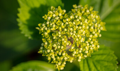 Obraz premium Small white flowers on a green herbaceous plant.