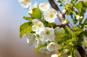 Flowers on the cherry tree.