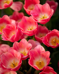 Obraz premium Pink flowers tulips in the park.