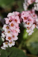 Cherry blossom in spring