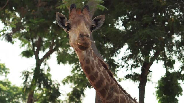 giraffe chewing grass curious giraffe
