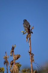 Oiseau sur une branche 