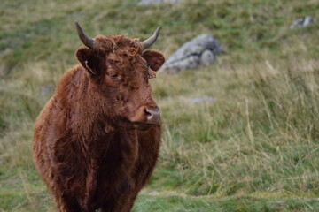 Vache dans un pré