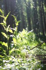 forest in the morning