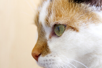 Cat with tricolor hair portrait.