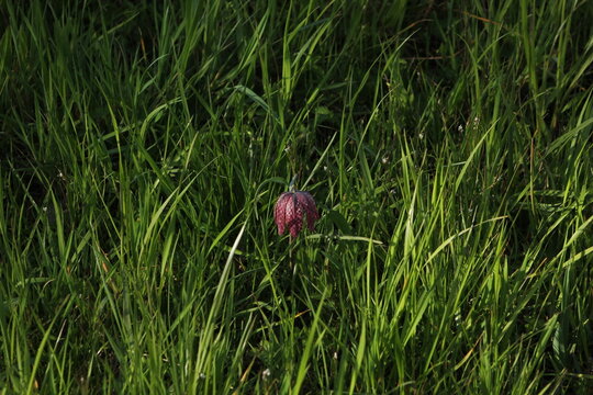 Schachbrettblume