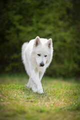 Cane Pastore Svizzero Bianco Bellissimo 