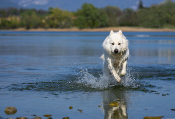 Cane Pastore Svizzero Bianco corre sull'acqua
