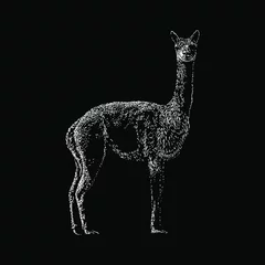 Fotobehang Vicuña hand drawing vector illustration isolated on black background © tya studio