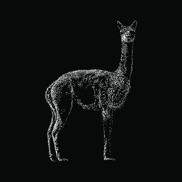 Vicuña hand drawing vector illustration isolated on black background