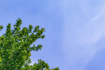 Obraz premium Tree branches with green leaves, isolated against a blue sky. Natural background with copy space