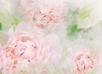 Flowers  pink peonies.   Floral spring background. Petals peonies.    Close-up. Nature.