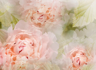 Flowers  pink peonies.  Floral spring background. Petals peonies. . Close-up. Nature.