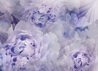 Flowers  purple peonies.   Floral spring background. Petals peonies.    Close-up. Nature.