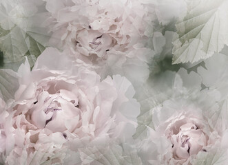 Flowers  light pink  peonies.   Floral spring background. Petals peonies.   Close-up. Nature.