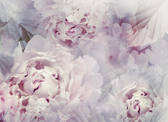 Flowers  peonies.   Floral spring background. Petals peonies. . Close-up. Nature.
